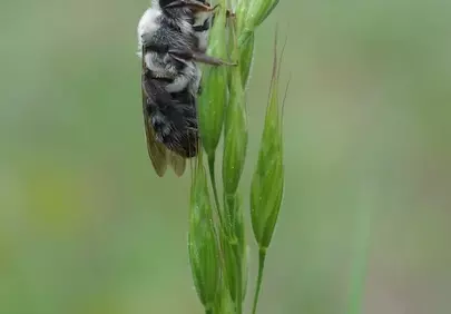 Intimate Macro: Wild Bee Clings to Vibrant Spring Grass