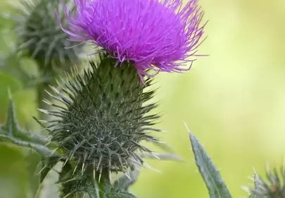 Vibrant Thistle Bloom: A Striking Wildflower Close-Up