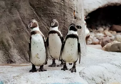 Charming Trio: Adorable Penguins Standing on Rocky Shore