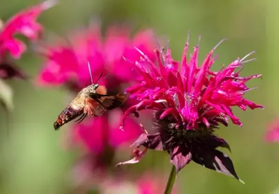 Vibrant Hummingbird Moth Nectaring on Fuchsia Bee Balm