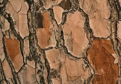 Rustic Bark: Detailed Pine Tree Texture Close-Up