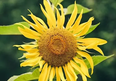 Vibrant Sunflower: Golden Blooms Bathed in Summer Light