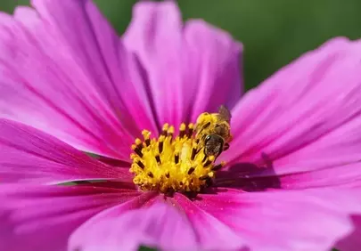 Vibrant Cosmos: Bee's Nectar Journey in a Pink Floral World