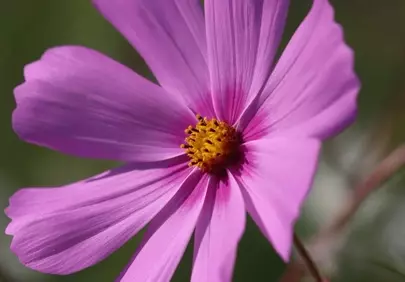 Vibrant Purple Cosmos Blooms in a Spring Garden Macro