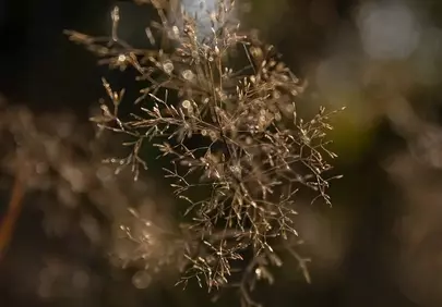 Enchanting Autumn Glow: Delicate Meadow Grass at Sunrise