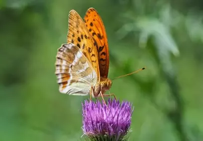 Vibrant Butterfly on Thistle: Nature's Macro Beauty
