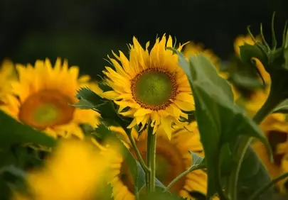 Vibrant Sunflower Field: Golden Bloom in Summer's Embrace