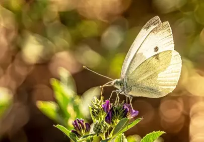 Enchanting White Butterfly on Delicate Purple Blooms