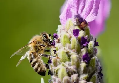 Vibrant Lavender Blossom with Busy Honey Bee