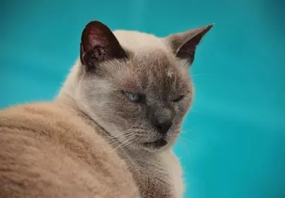 Captivating Blue-Eyed Siamese: A Portrait of Serene Feline Beauty