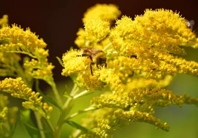 Vibrant Bumblebee on Goldenrod: Summer Nature's Harmony