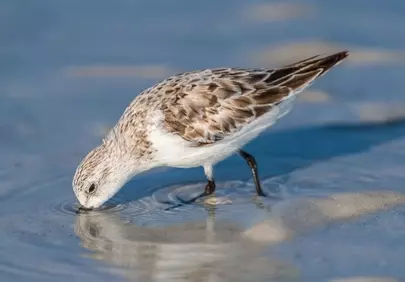 Charming Sanderling Foraging on a Serene Sandy Beach