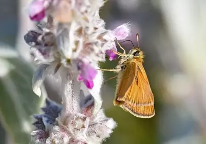 Macro Magic: Delicate Butterfly on Lamb's Ear Bloom