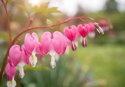 Enchanting Bleeding Hearts: Delicate Pink Blooms in Spring