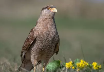 Majestic Raptor Amidst Golden Blossoms: Nature's Gaze