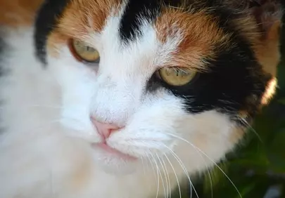 Intriguing Gaze: Tricolor Cat with Mesmerizing Green Eyes