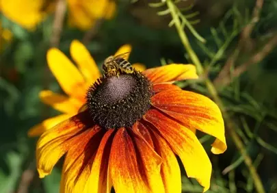 Vibrant Rudbeckia & Busy Bee: A Summer Pollination Scene