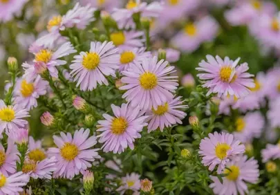 Vibrant Pink Asters: Capturing Spring's Delicate Beauty