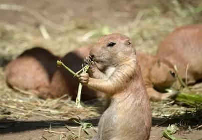 Adorable Prairie Dog Enjoying a Grass Snack