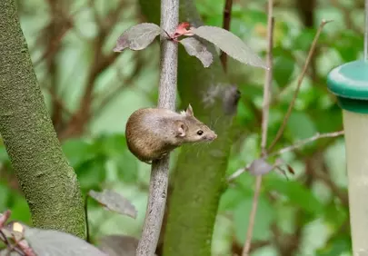 Tiny Marvel: Mouse Navigating Nature's Labyrinth