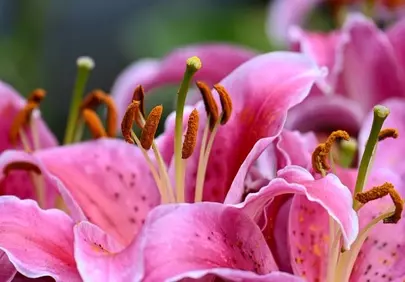 Vibrant Pink Lilies: A Close-Up of Nature's Beauty