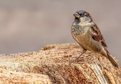 Stunning Sparrow: A Close-Up of Nature's Tiny Gem