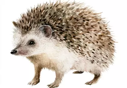 Charming Watercolor Hedgehog: Adorable Spiky Mammal Art