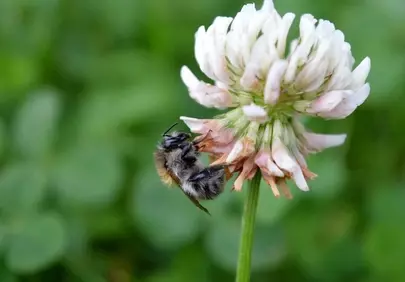Vibrant Meadow Delight: Bumblebee on White Clover Blossom
