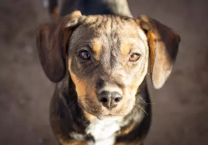 Captivating Gaze: Adorable Mixed Breed Puppy Stares Intently