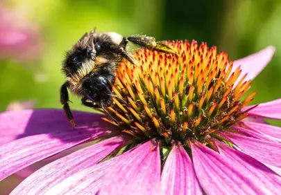 Vibrant Bumblebee on Purple Coneflower: Nature's Intimate Dance
