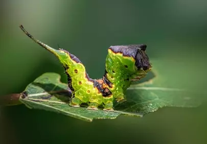 Vibrant Green Caterpillar: A Macro World's Tiny Wonder