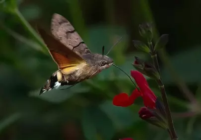 Stunning Macro: Hummingbird Hawk-Moth Pollinates Vibrant Red Flower