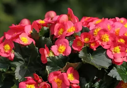 Vibrant Begonias: A Burst of Summer Color