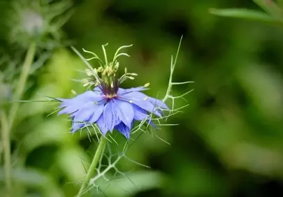 Enchanting Love-in-a-Mist: A Blue Floral Dream in Spring