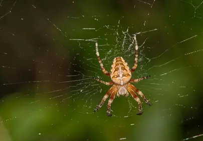 Intricate Macro: Hunter Spider on Glistening Web in Nature