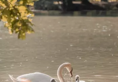 Serene Swan Motherhood: A Tender Wildlife Moment
