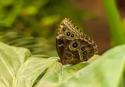 Stunning Macro: Butterfly Resting on Lush Green Leaf