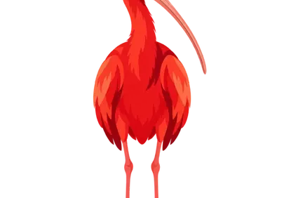 Vibrant Scarlet Ibis: Striking Red Tropical Bird Illustration