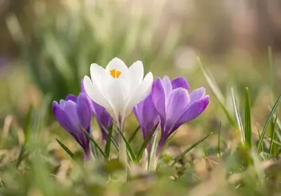 Vibrant Spring Crocus: A Symphony of White and Purple
