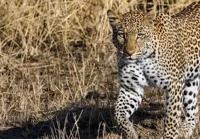 Majestic Hunter: Fierce Leopard Prowling in Golden Grasslands