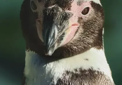 Intense Gaze: Humboldt Penguin Close-up