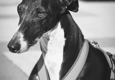 Striking Grey Gaze: Black and White Greyhound Portrait