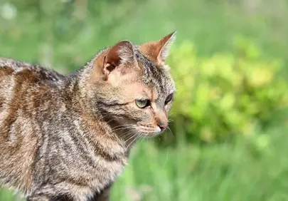 Enchanting Tabby Cat in Lush Spring Garden