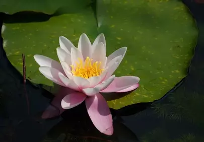 Stunning Water Lily: A Vision of Tranquil Beauty