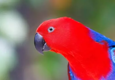 Vibrant Scarlet Parrot: Exotic Beauty in Nature's Embrace