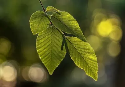 Vibrant Green Beech Leaves Bathed in Golden Sunlight