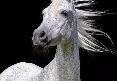 Majestic Dapple Gray Arabian: Elegance on Black Background