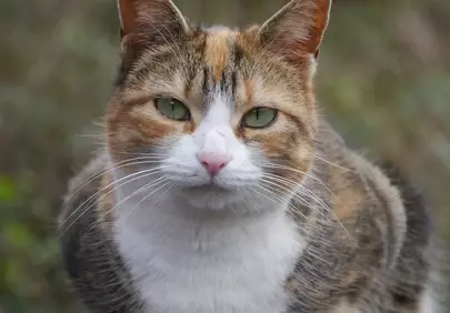 Enchanting Calico Cat with Piercing Emerald Eyes