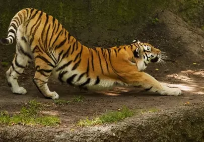 Majestic Tiger Stretching: Power and Grace in Nature