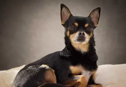 Charming Chihuahua: An Adorable Black & Brown Companion Portrait